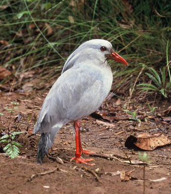 One of my all-time faves next, the Eurypygiformes. These are so great. The order only contains two species: the sunbittern from South America and the kagu which lives on New Caledonia. SO COOL. This is a kagu and they look like they're wearing red boots.(Pierre Fidenci)