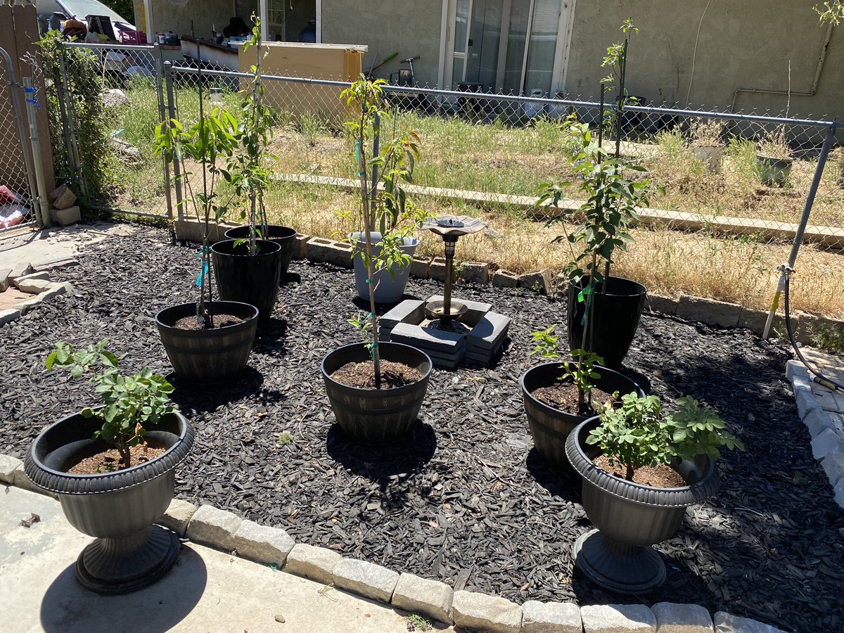 All my babies next to each other #plantdad #plantgay