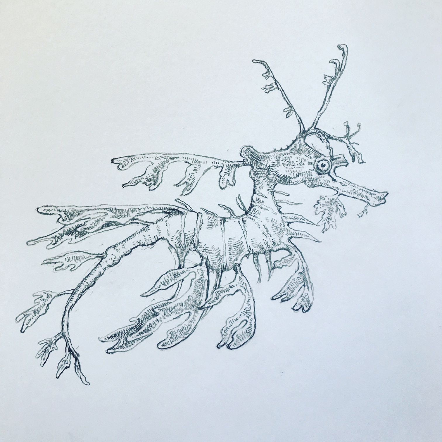 leafy sea dragon drawing