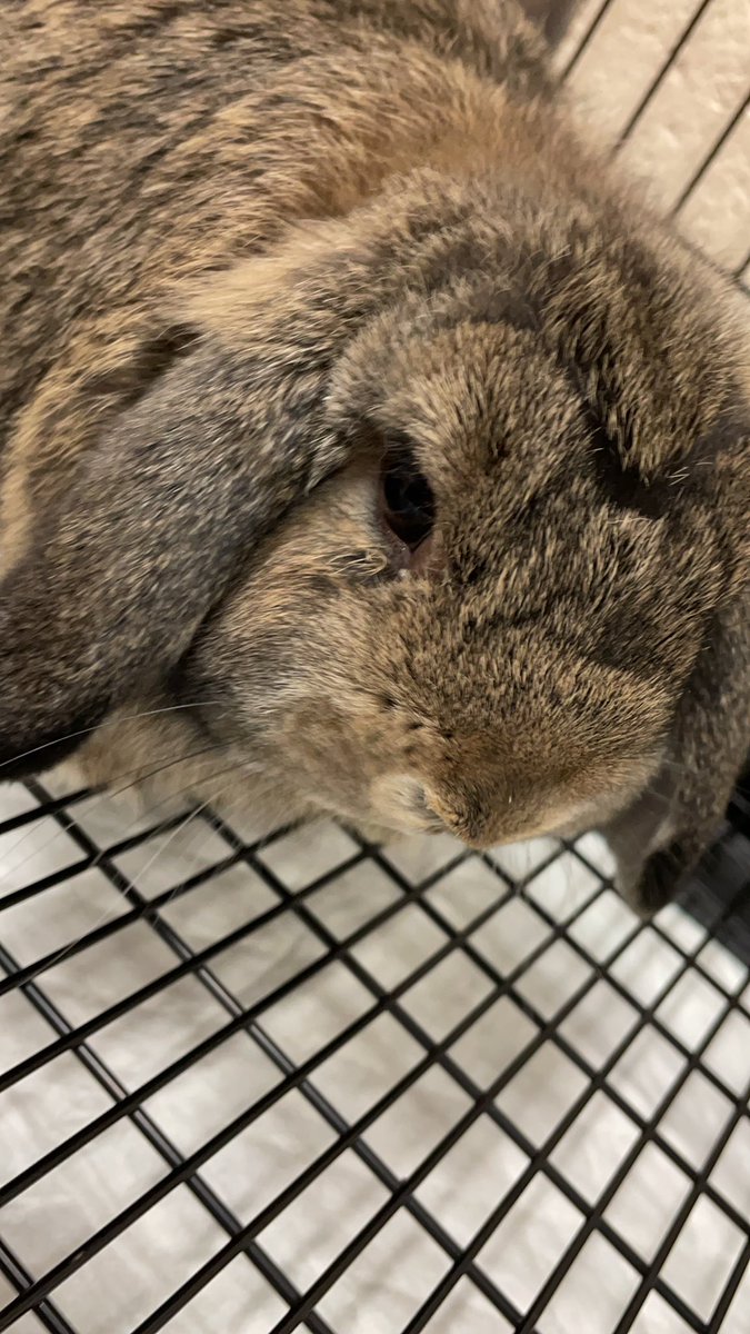 Welcome Tater to the FCHS FFA family! @FCCollegeCareer <a href="/MrsCMacAllaster/">Carrie MacAllaster</a> <a href="/DrJoshLowe/">Dr. Josh Lowe</a>