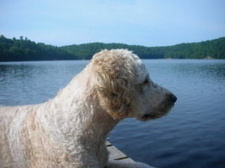 Yesterday we said goodbye to our sweet boy Winnie.  Much loved for 14 years.  Prince of Growler Lake.  Expert at lying still in a canoe and long distance swimming.  Lover of liver treats and snuggles on the couch.  Beavers in heaven:  he’s coming your way so watch out! RIP