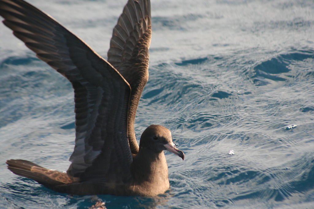 There are a lot of wet birds. The Procellariformes is the group that contains the albatrosses, petrels and shearwaters. This is a flesh-footed shearwater. They are one of the most plastic-contaminated species of birds in the world. Well done, humans.(Duncan)