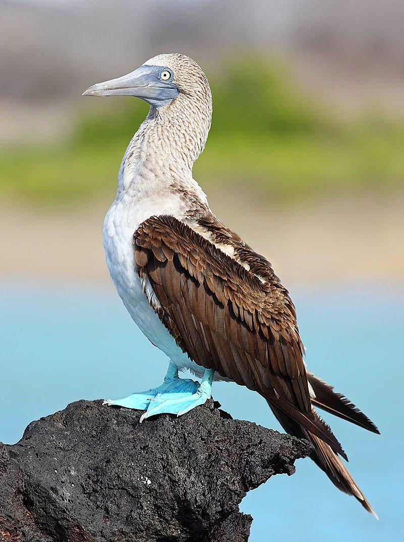 We're back to the drink again with the Suliformes.This includes a wide variety of birds that live in and on the water, such as cormorants, frigatebirds and gannets. It also includes the boobies, so of course I stitched a blue-footed one, what do you expect? (Benjamint444)