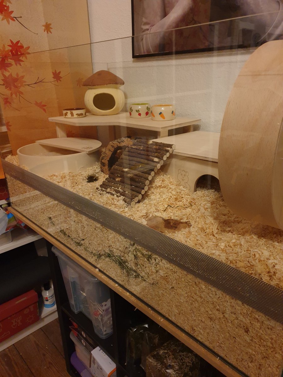 NekoKenren's tweet photo. Nagarium ist einzugsbereit. (Man beachte das Onsen-Sandbad mit passendem Noren im Hintergrund.)
#HamContent VS #HamsterContent was wirds? https://t.co/gYBqqAomlh