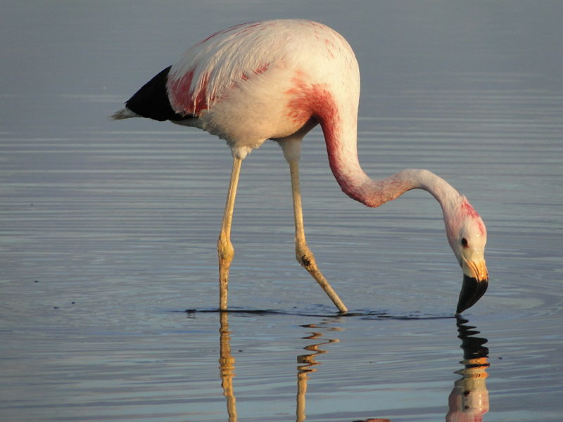 The Phoenicopteriformes have a stupidly long name. They are the flamingos. This one is an Andean flamingo, a really rather pretty species that lives in the mountains where Peru, Chile and Argentina converge. (Mauricio Sandoval Reyes)