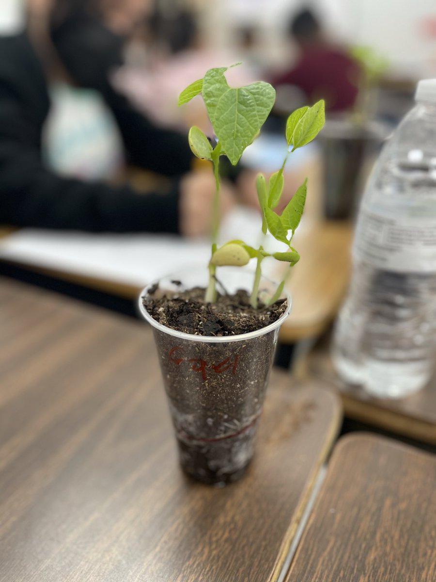 ⁦@Elizabe04104127⁩ s. ⁦@GoodmanES_AISD⁩ observe, discuss and record the stages of the plant life cycle. Check out what happens when lima beans get their basic needs met?! ⁦@STARS_902⁩ #AldineAnywhere #ClutchScience