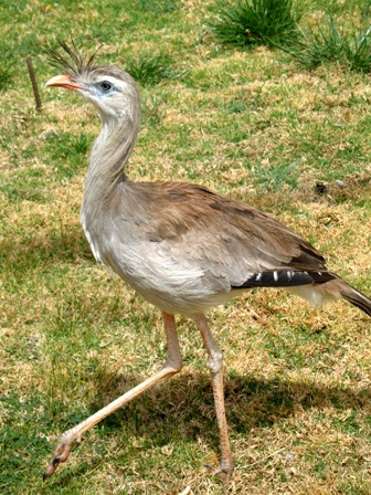 The Cariamiformes are a great group. There are only two living species, the red-legged and black-legged seriemas. They live in South America and will beat prey to death by smashing it on the ground. Hardcore. (Exlibris)