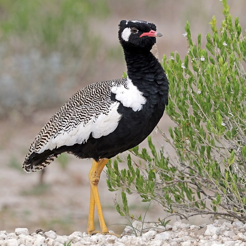 The Otidiformes are more widely known as the bustards.There are 46 species, including the northern black korhaan from southern Africa. I think they're really quite lovely birds. Apparently they breed at any time in the year, good on them.Charles J. Sharp