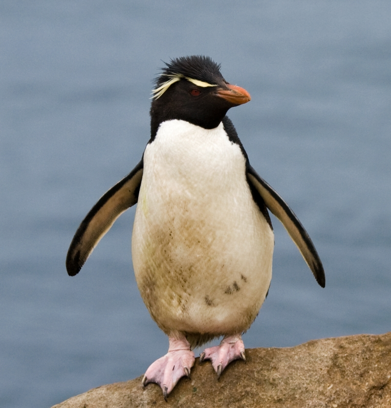 Ppppp pick up a Sphenisciformes!Everyone loves a penguin. There are around 20 species, although this is still debated. This southern rockhopper doesn't really care though, it has a great pair of eyebrows that need looking after. (Samuel Blanc)