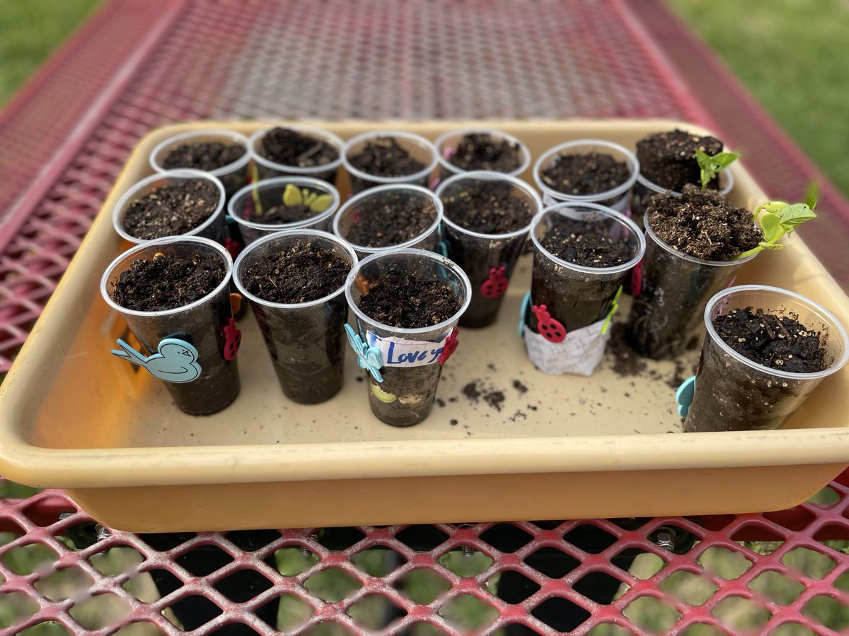Team 4 - Aldine Elem. Science aka SUPER S.T.A.R.S. (@science_team4) on Twitter photo <a href="/GoodmanES_AISD/">Goodman ACE Elementary School</a> courtyard is perfect space to continue learning with observations. How changes does a lima bean go through? Come by Goodman see! 🧐🌱📓🌿🔍 <a href="/STARS_902/">Tracy Mansfield</a> #AldineAnywhere #ClutchScience <a href="/GoodmanES_AISD/">Goodman ACE Elementary School</a> courtyard is perfect space to continue learning with observations. How changes does a lima bean go through? Come by Goodman see! 🧐🌱📓🌿🔍 <a href="/STARS_902/">Tracy Mansfield</a> #AldineAnywhere #ClutchScience