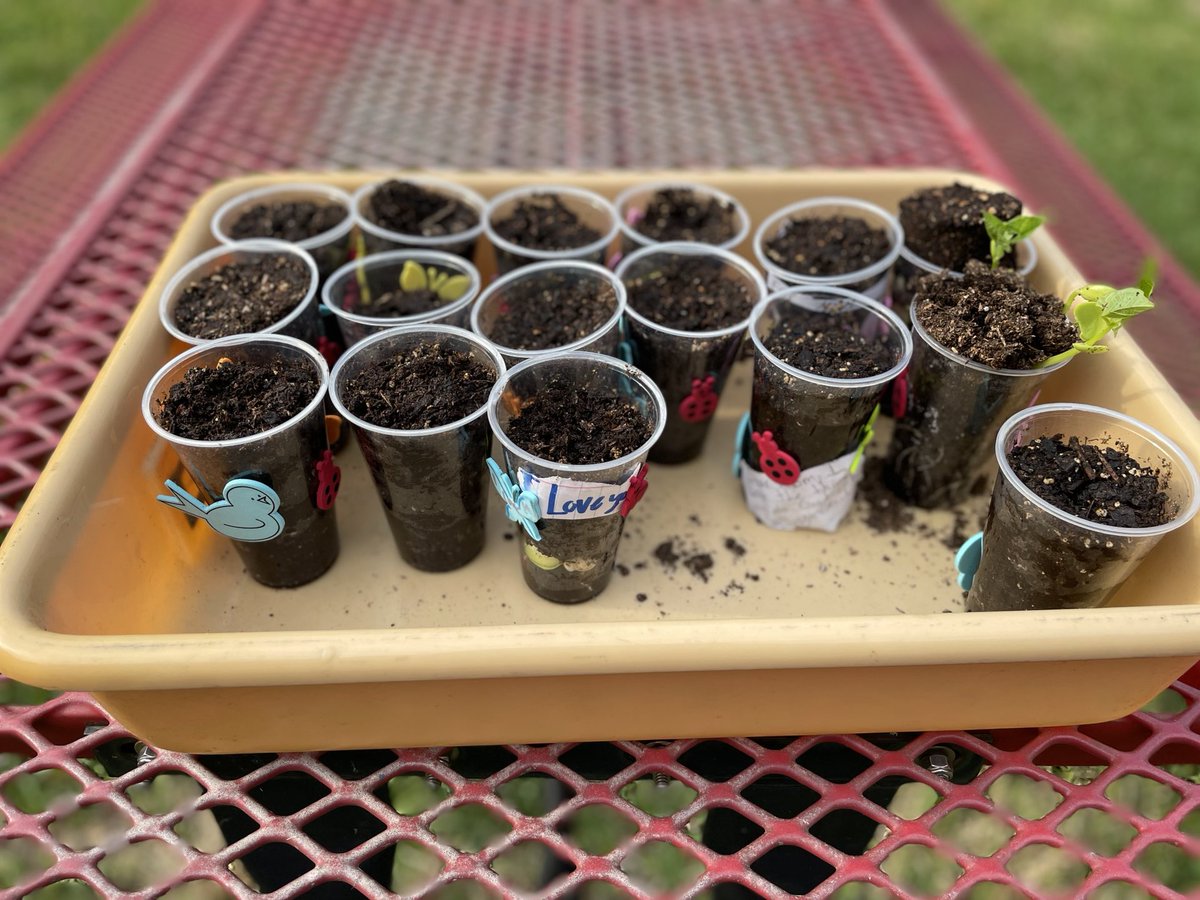 ⁦@GoodmanES_AISD⁩ courtyard is perfect space to continue learning with observations. How changes does a lima bean go through? Come by Goodman see! 🧐🌱📓🌿🔍 ⁦@STARS_902⁩ #AldineAnywhere #ClutchScience