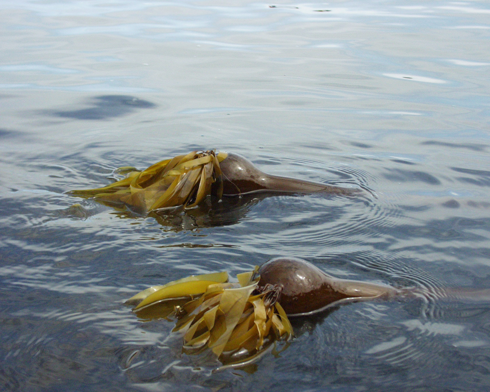sea kelp pierdere în greutate holland și barrett)