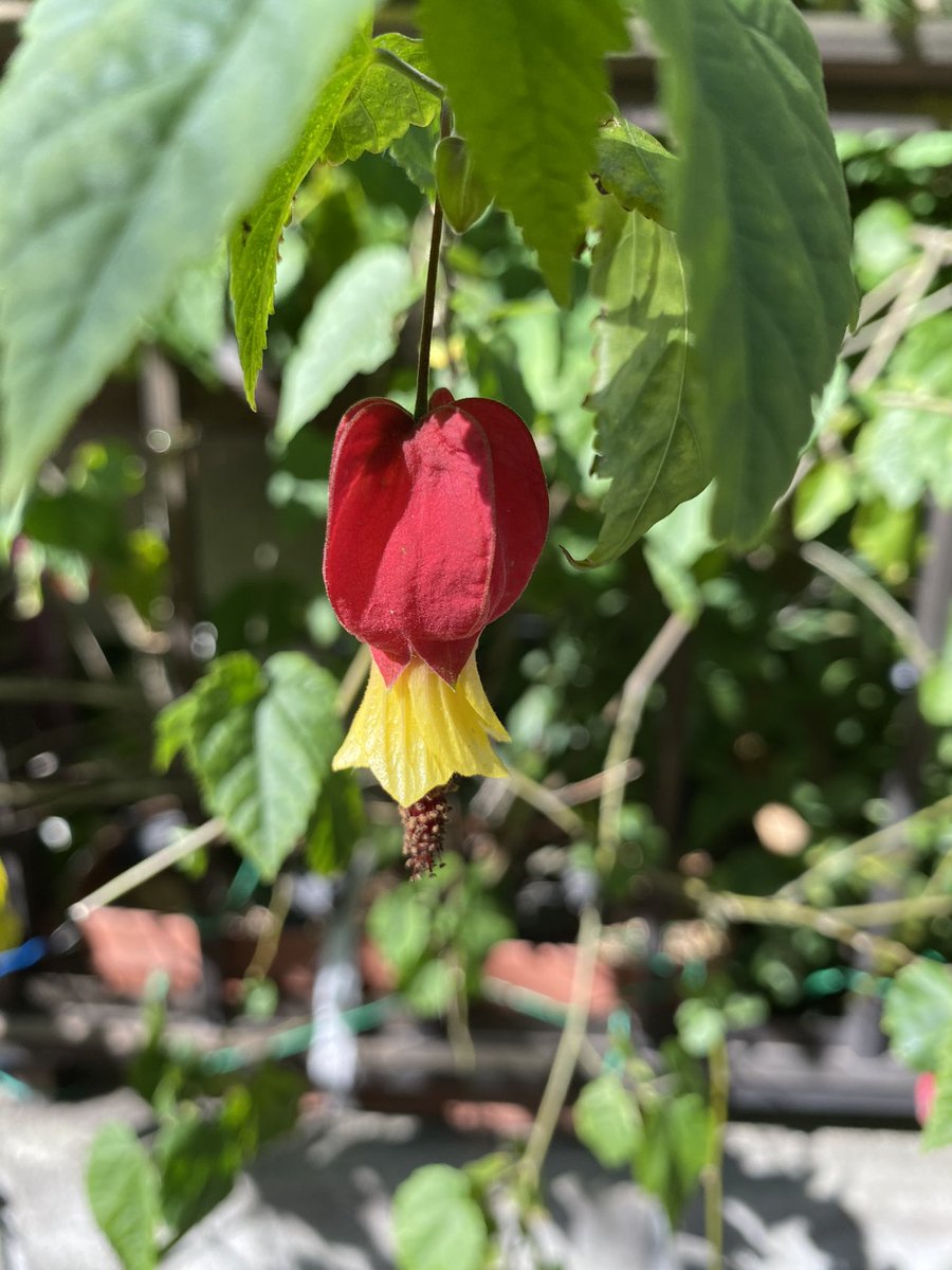 Ichiro Mizuki على تويتر ウォーキング途中で見つけた花 今日は快晴 可愛い花を見つけました アブチロン チロルアンランプ 花言葉 尊敬 憶測 真実は一つ 良い便り さまざまな愛 恵まれた環境 などなど ナデシコ 花言葉 無邪気 純愛