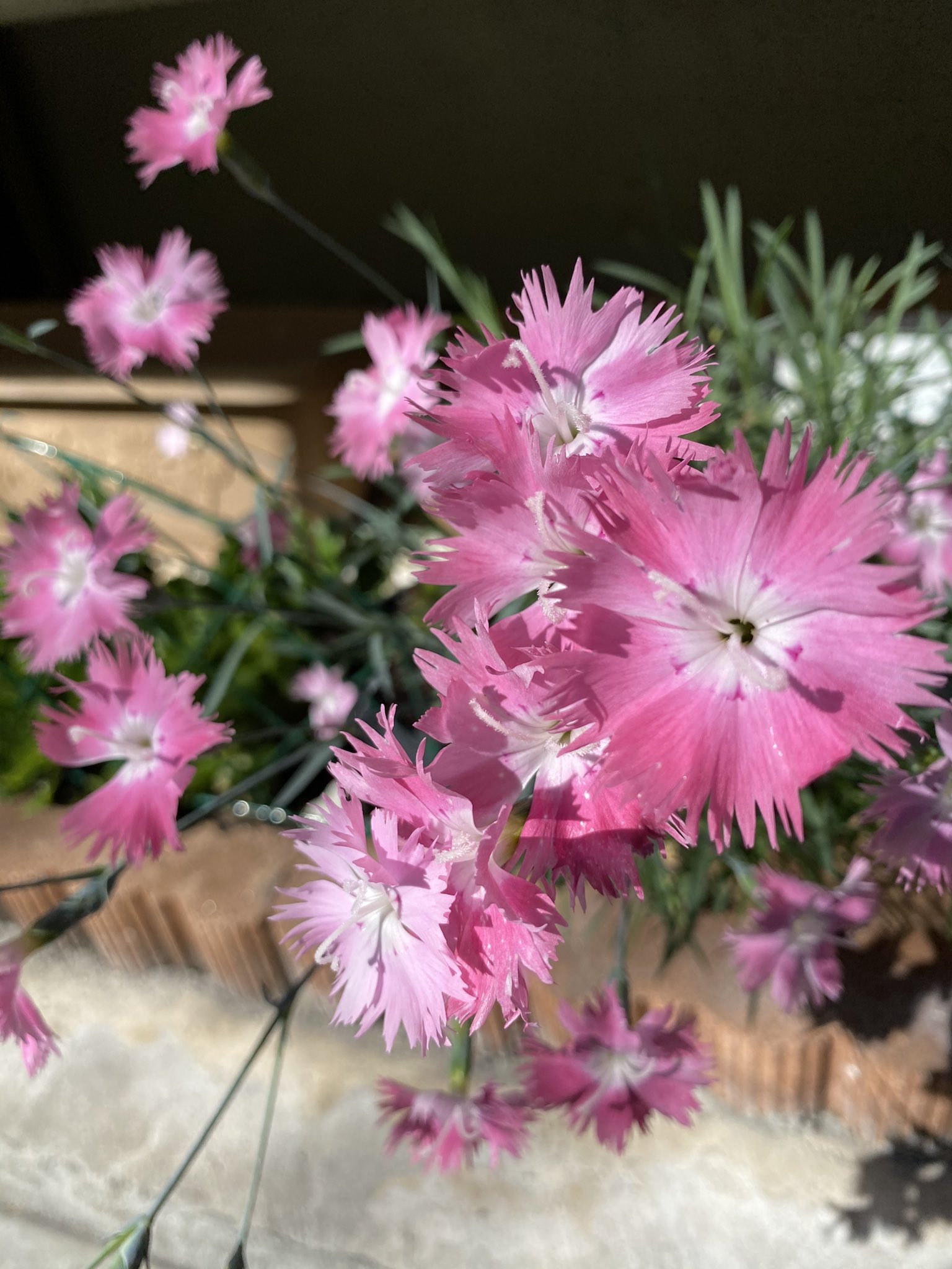 تويتر Ichiro Mizuki على تويتر ウォーキング途中で見つけた花 今日は快晴 可愛い花を見つけました アブチロン チロルアンランプ 花言葉 尊敬 憶測 真実は一つ 良い便り さまざまな愛 恵まれた環境 などなど ナデシコ 花言葉 無邪気