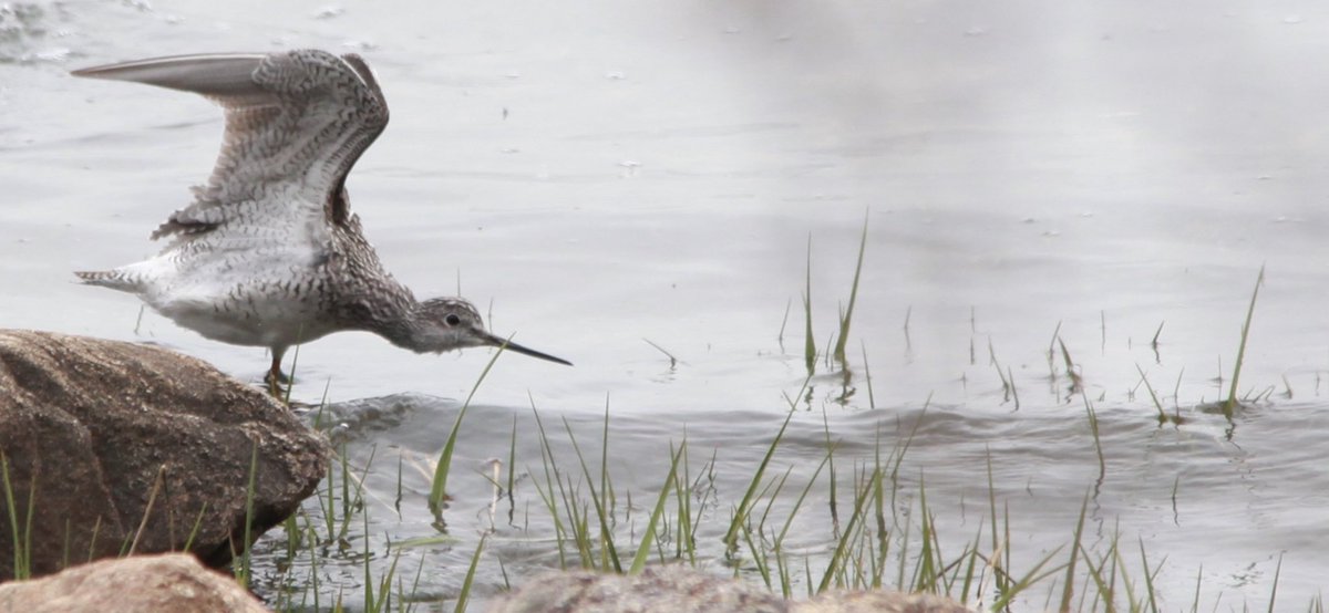 Hunter Island #pelhambaypark #bronxbirds #stilobirds