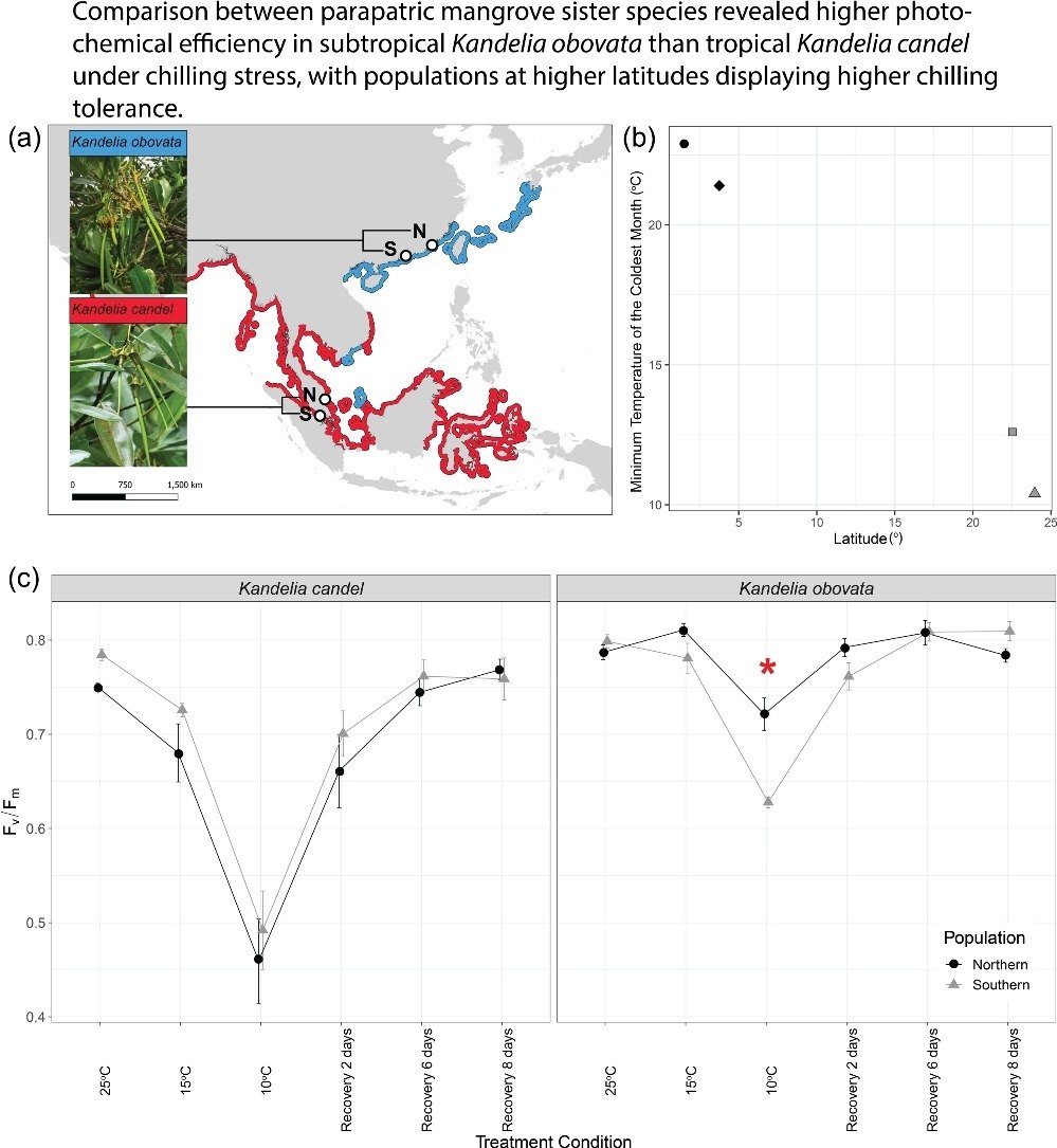 Alison3ee's tweet photo. Our work provides new evidence that cold tolerance is an adaptive trait and a potential driver for speciation in certain mangrove lineages. With @AidanWShort1, supported by @ArnoldArboretum.

Via Aquatic Botany: https://t.co/SUlJ7odnar https://t.co/3mBzw8yjkK