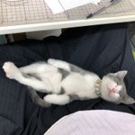 こんなところ、ほかにないでしょ!天使のようにかわいい猫が寝てる職場