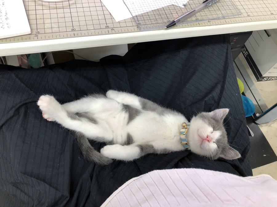 人をダメにする猫 仕事中もおかまいなしな子ネコの無防備な寝姿に 飼い主お手上げ Eltha エルザ
