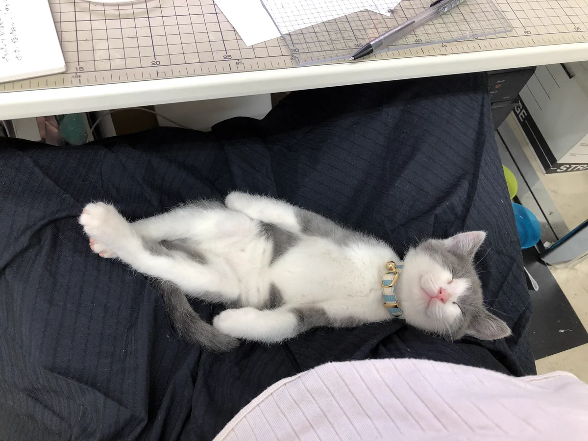 こんなところ、ほかにないでしょ！天使のようにかわいい猫が寝てる職場