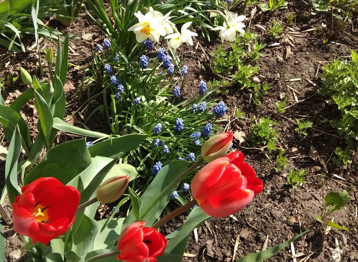 Большое спасибо Бондаренко Людмиле (Ново-Вокзальная, 122) которая ежегодно радует жителей 10 микр. красотой  первых весенних цветов. Она создает любимые клумбы, тщательно составляя композицию и выбирая сорта цветов, чтоб цвели поочередно весь летний период.<a href="/promadm/">Promadm.samara</a>  @Semenov_A_S