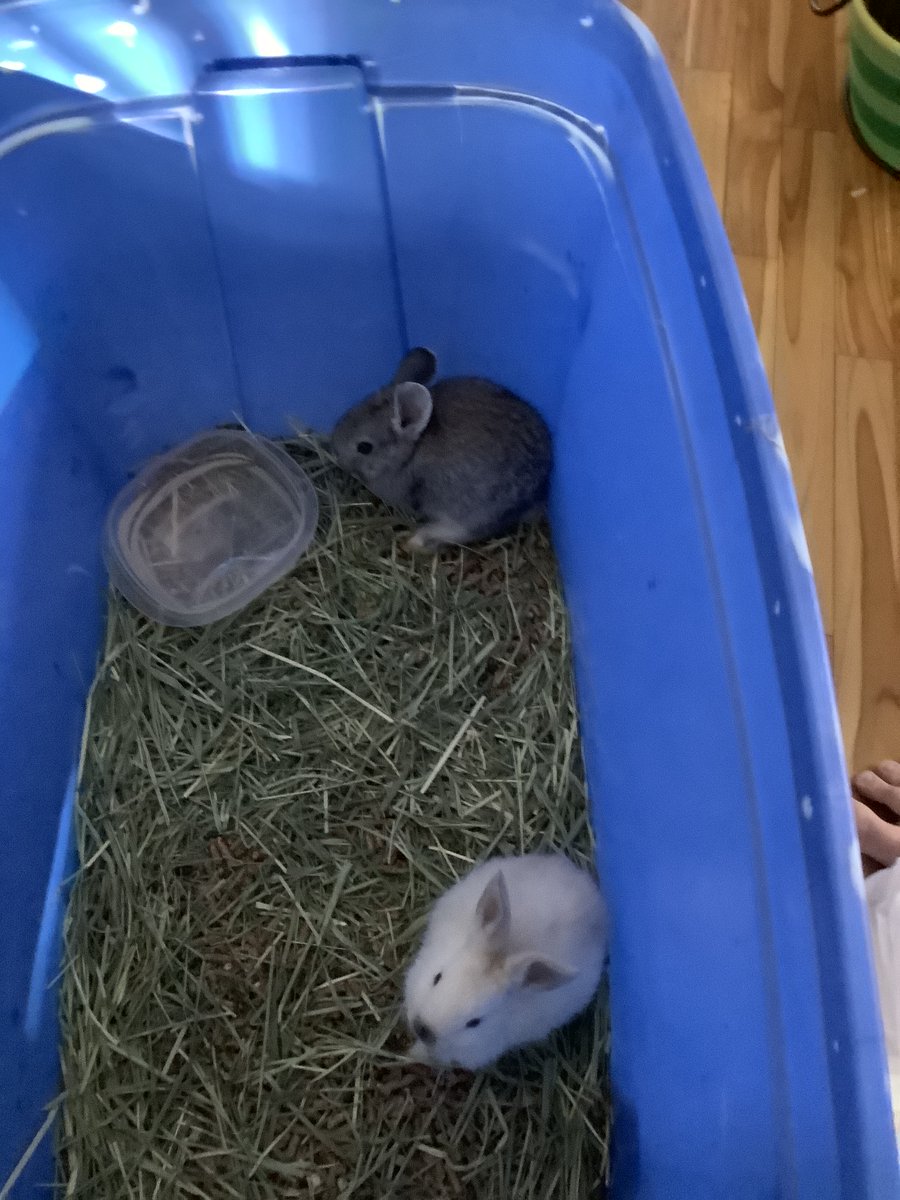 two are in sick jail, and i have to feed them baby water eveyhour