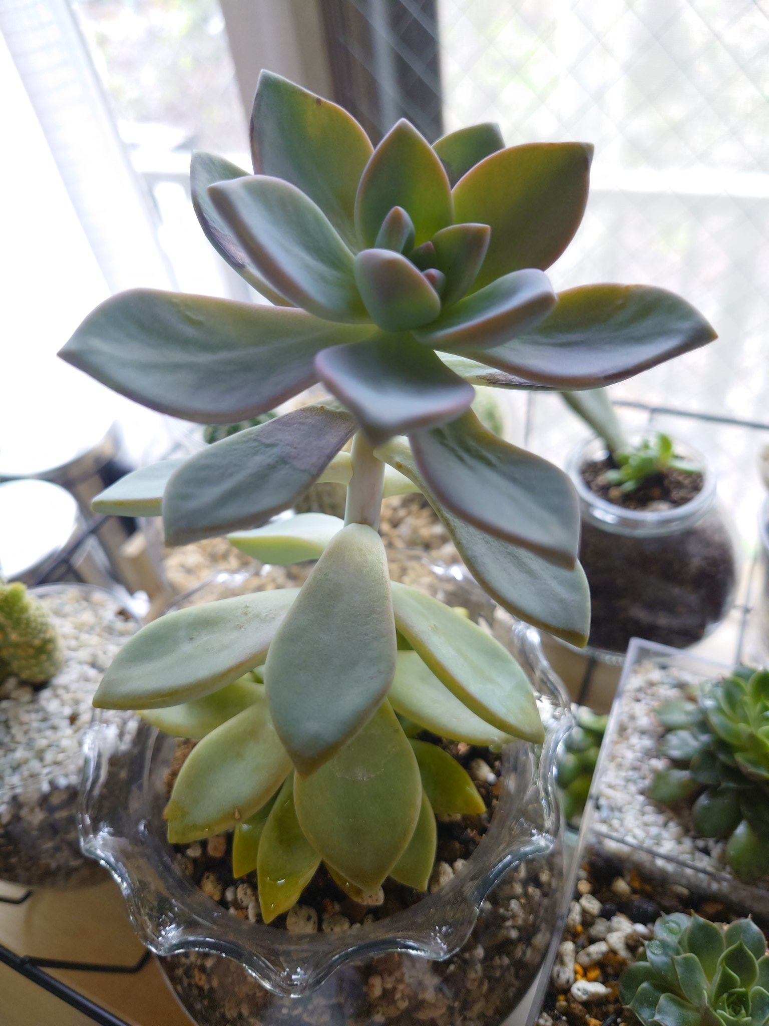 つきの໒ 多肉の桜牡丹 育てててあまりに徒長がひどかったので思い切って胴切りして挿し木を試すことに 4 18に切って4 27に根と芽が出てきた 上側はもう少し根が増えたら土に植えるかな デビーの葉挿しのときにも思ったけど 本当に植物の生命力は