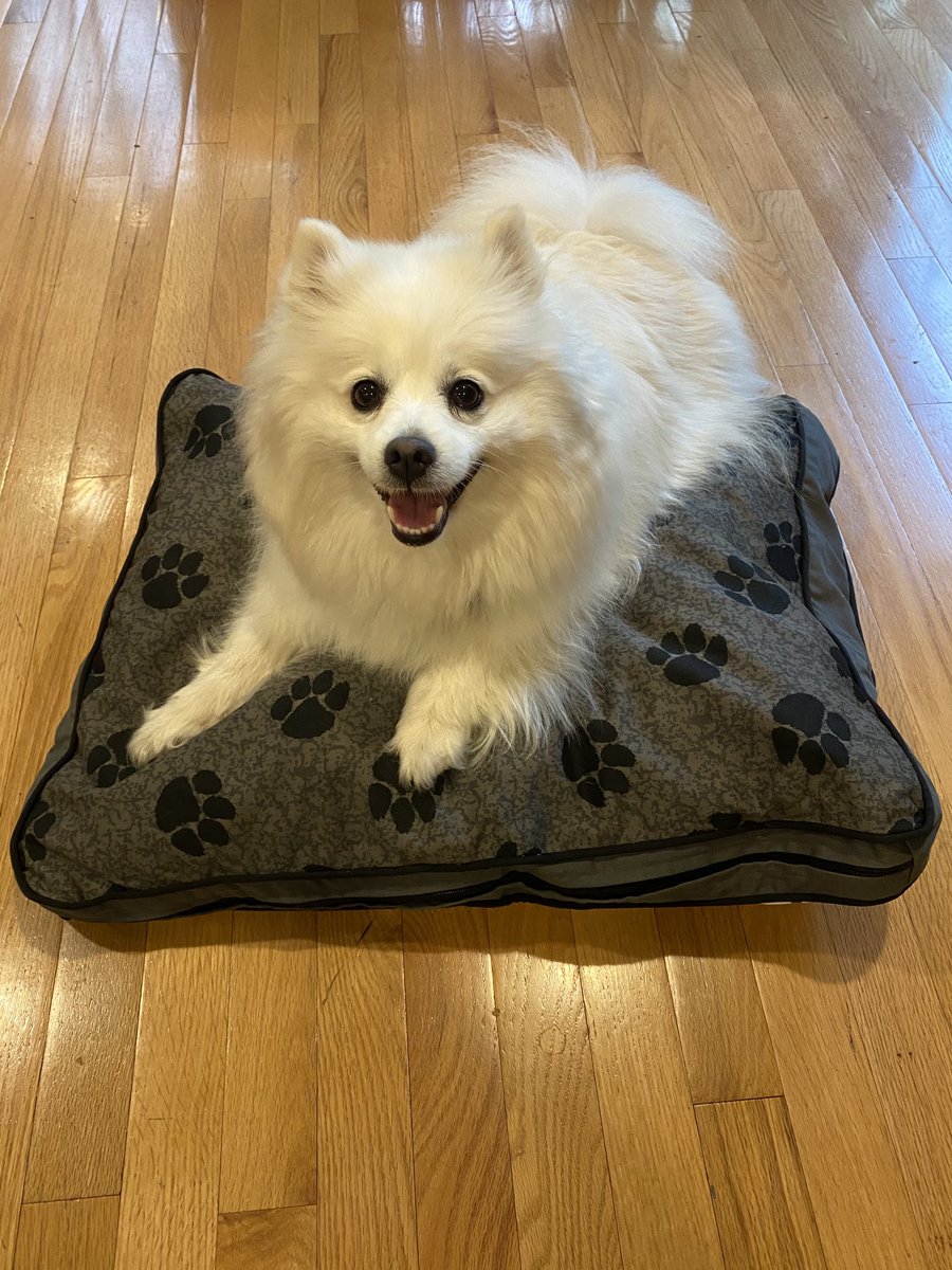 DannoActon's tweet photo. #MyPillowDogJoseyActon shows off her brand new #MyPillow Dog Bed. Now AS LOW AS $19.99 when using #MikeLindell’s Special Promo Code: HONOR at https://t.co/czN7t3uHeN or 800-873-0194. #MyPillowDog #dogs #puppies #ConservativeDogs #DogsOfTwitter https://t.co/Y9bDOsbSDL