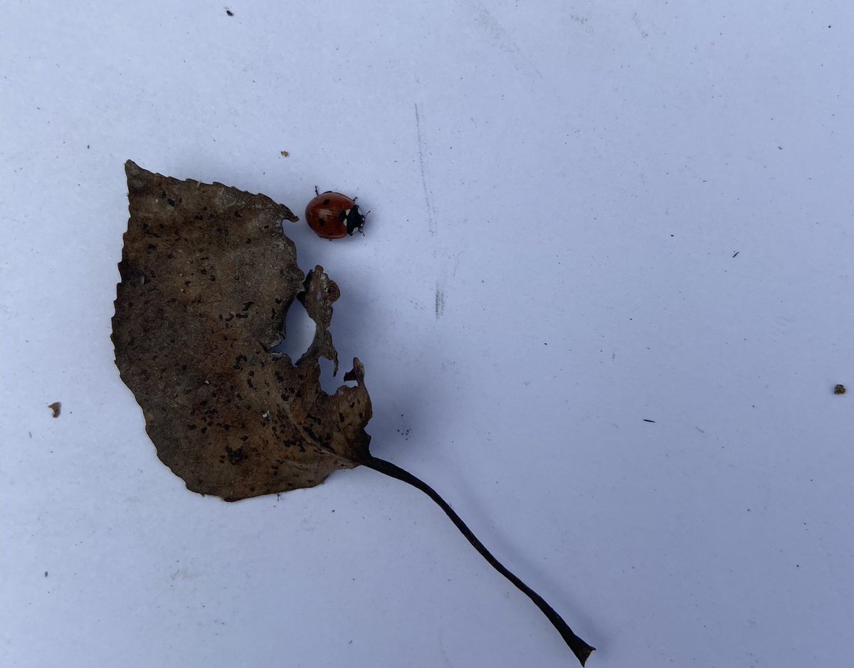 Our sit spots were calling to us today. We answered. Ss - “I can see things are different!” <a href="/mckenzie_lake/">McKenzie Lake School</a> <a href="/KenzieRushton/">Kenzie Rushton</a> @dmmccomish @Indigenous_cbe