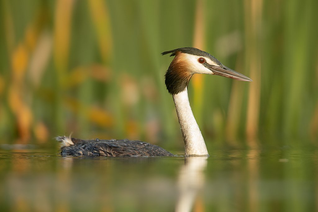 Somehow I missed the Podicipediformes. Probably bored of all the water birds tbh.These are the grebes, and in actual fact I think the great-crested grebe is quite possibly the best one I stitched in all of this. They are so elegant. Good job me. (JJ Harrison)