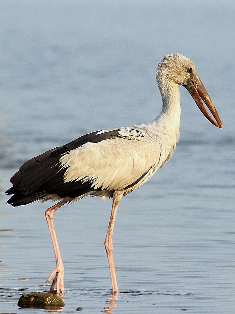 I think the Ciconiiformes might be the last wet birds.They are the storks. Surprisingly only 19 living species, somehow I expected more. This one is a bit of a weird one though, it's an Asian openbill stork and as the name suggests, it can't close its bill. (Tarun.real)