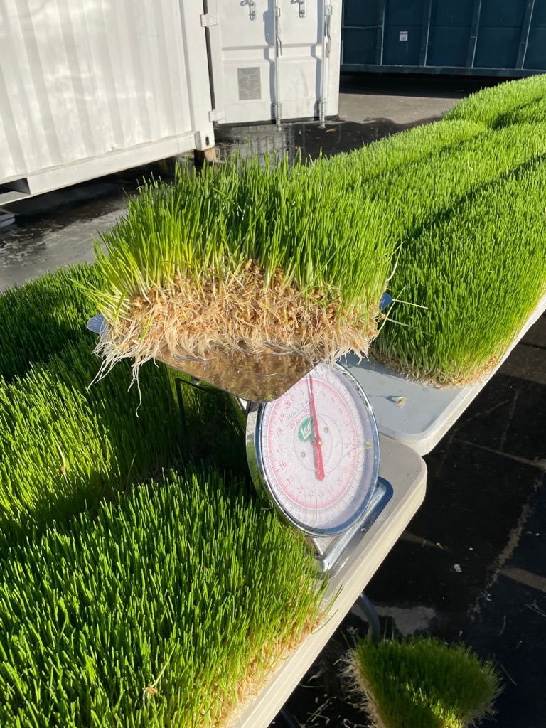 FodderGroup's tweet photo. This is the future of sustainable farming, grown in an FG20 transportable system in just 4 days from barley grain to a lush, green, highly digestible feed bursting with vitamins and living enzymes. #fodder #equestrian #racehorses #cattle #sheep #pigs https://t.co/9xKJOfCdAH