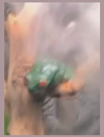 Sinnple_Art's tweet photo. I redrew a very cursed screenshot of me hotboxing my frog on a discord call (no frogs were harmed in the making of this photo it was just her fog machine shhh) https://t.co/eLiwJOTwrR