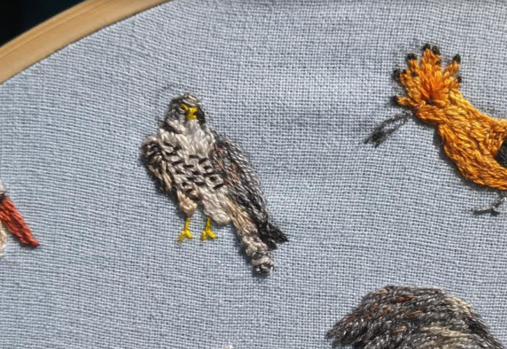 And last but by no means least, the Falconiformes!I think we can all figure out that these are the falcons. Including the fastest animal on earth, the *superb* peregrine falcon. Yeah, they're pretty awesome really. Big fan. (Christopher Watson)