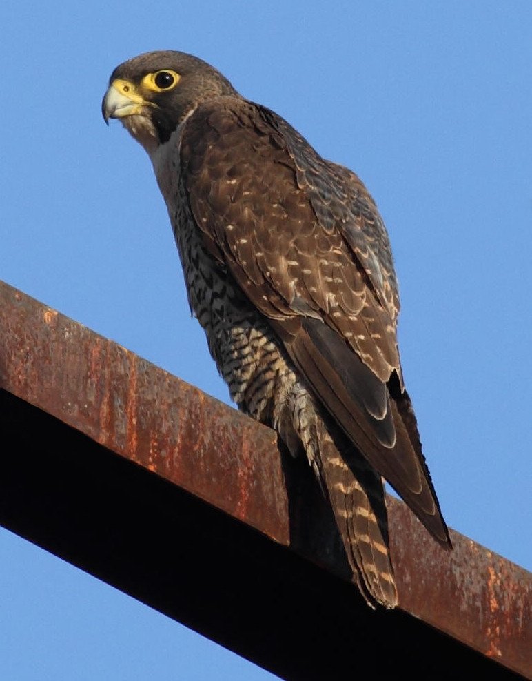 And last but by no means least, the Falconiformes!I think we can all figure out that these are the falcons. Including the fastest animal on earth, the *superb* peregrine falcon. Yeah, they're pretty awesome really. Big fan. (Christopher Watson)