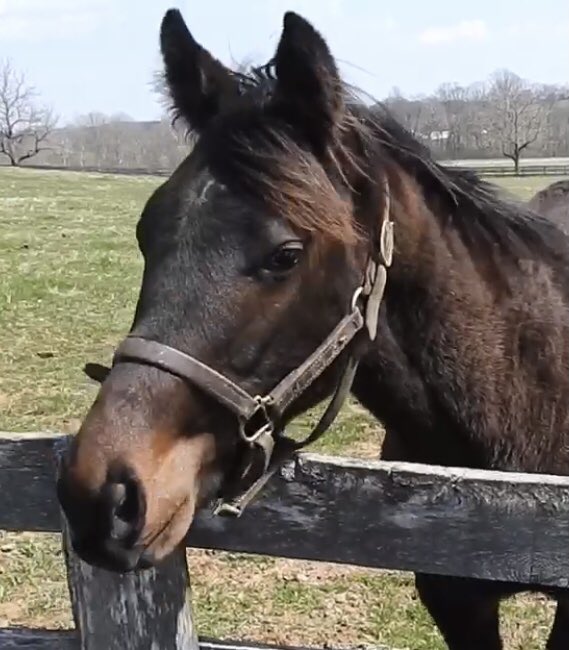 browch05's tweet image. Contest time! Win a rare #RollCyrusRoll hoof signed book. To enter:

1) Like and Retweet
2) Reply with the @KentuckyDerby winner

I’ll pick a winner from the correct entries! 

Available on Amazon Prime! Roll Cyrus Roll: The Adventures of Cyrus the Colt amazon.com/dp/0578854996/…