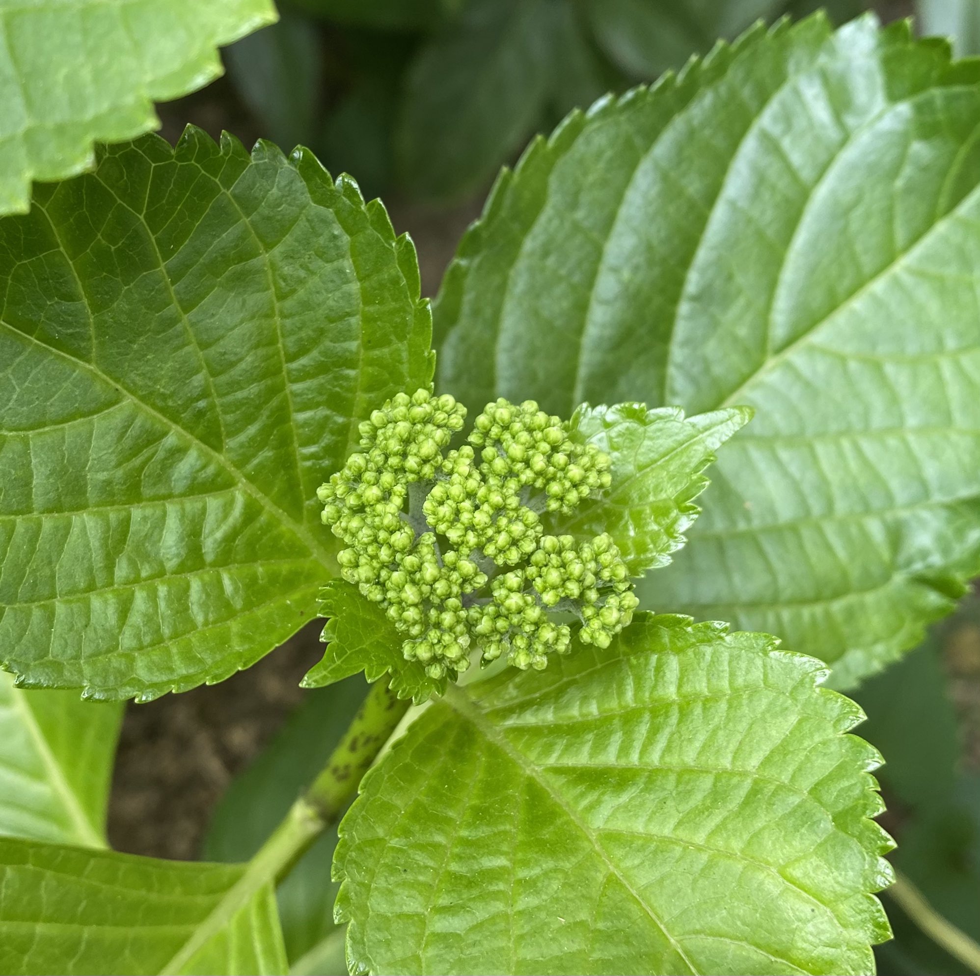 紫陽花の蕾 Twitter Search Twitter