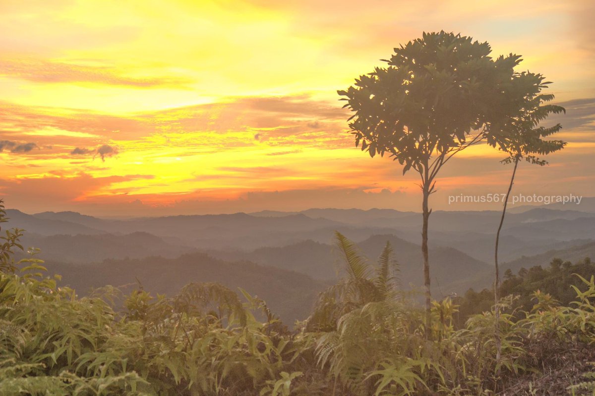 primus567 tweet media