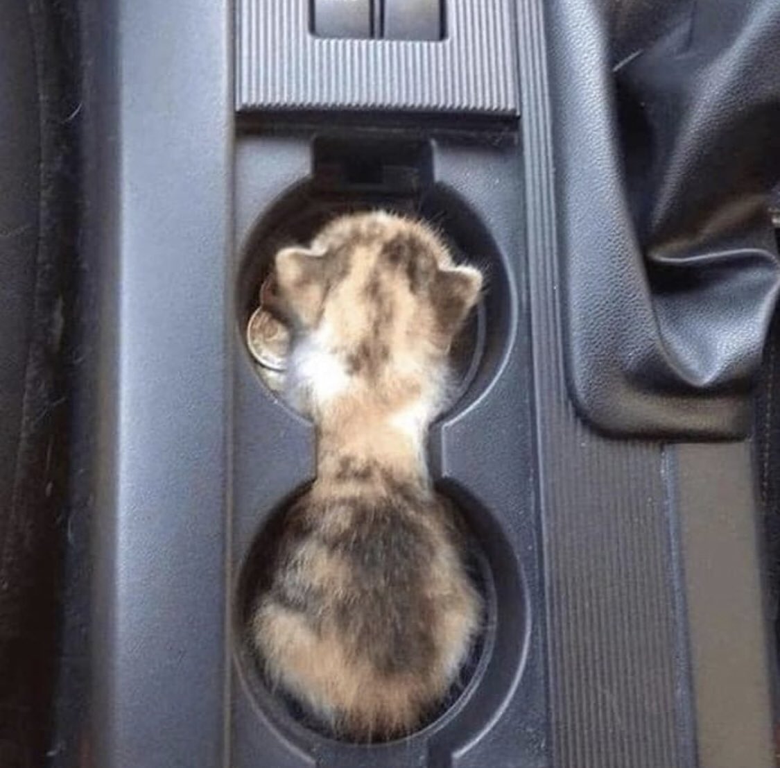 Котенок в машине