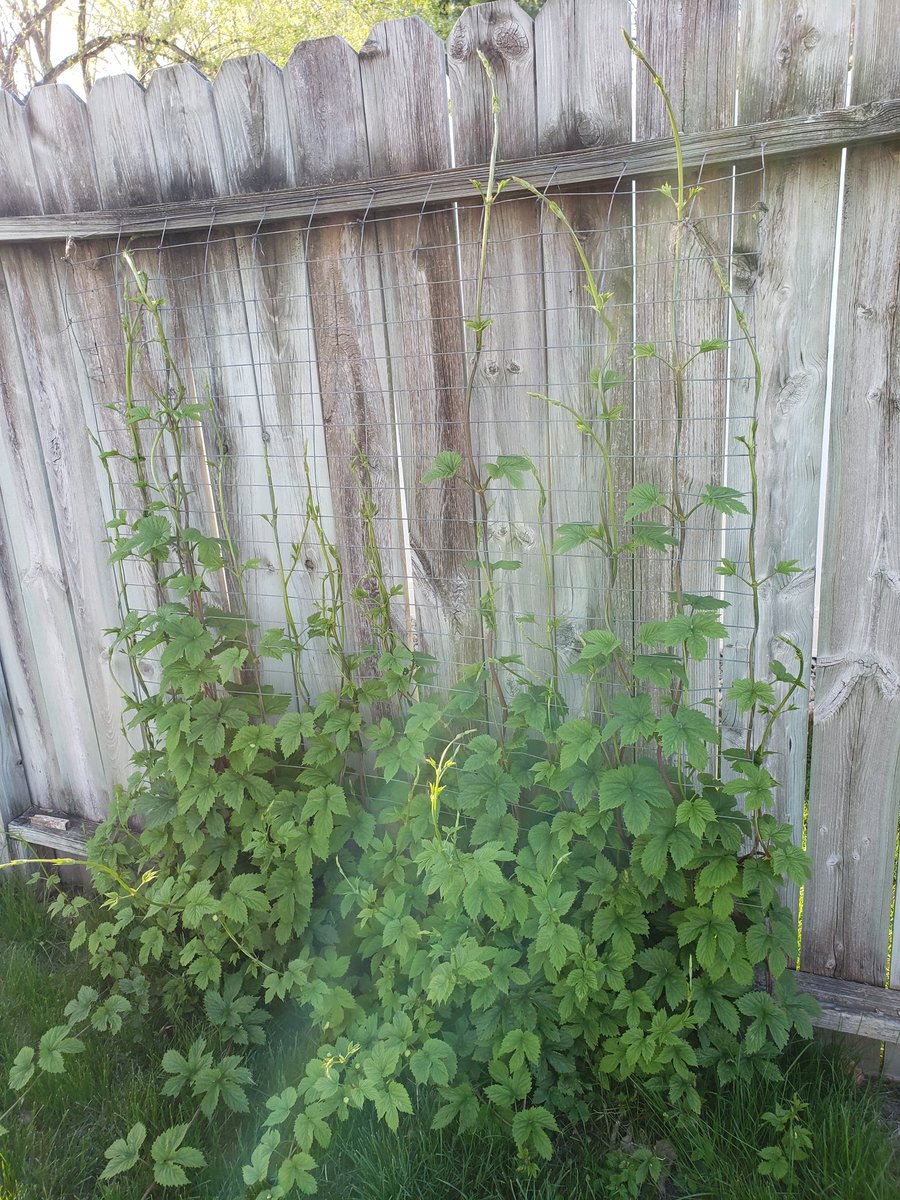 luvipas's tweet photo. My Chinook hops think it's May already. Already maxed out my regular fence. Time for the extensions. #hops #wibeee https://t.co/KLXVyTCcSs