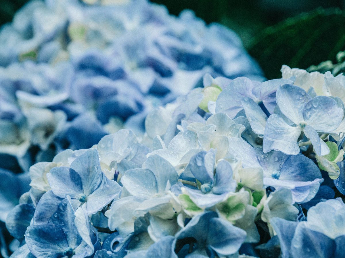 JPNConsulateLA's tweet photo. #Hydrangeas, known as #ajisai in Japanese, can be found blooming during #Japan’s rainy season in June. At #MeigetsuinTemple in #Kamakura, there are so many hydrangeas there (2,000 bushes) that the temple's nickname is #HydrangeaTemple.
Photo @ Find47 https://t.co/zsAikxLQph