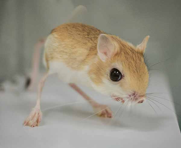 brysonbort's tweet image. This is a real animal. Meet the jerboa.