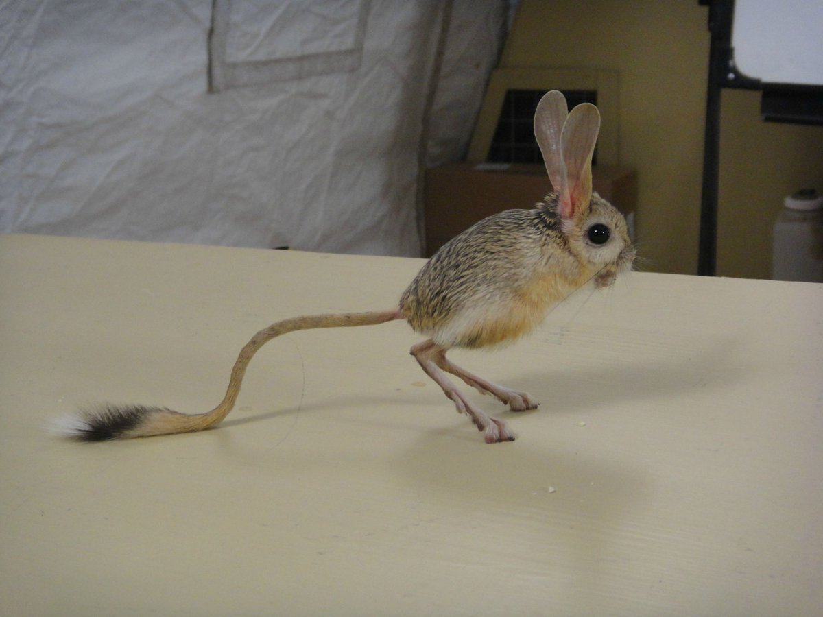 brysonbort's tweet image. This is a real animal. Meet the jerboa.