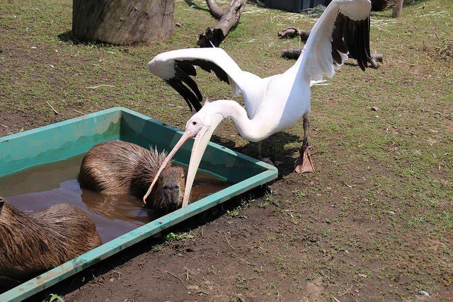 @animalkyat ペリカンはカピバラの頭を嘴で挟むのが好きだと供述しており… 