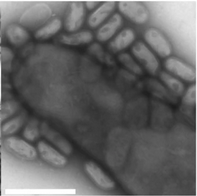 Microbiology, Anatomy, Physiology and Pharmacology tweet media