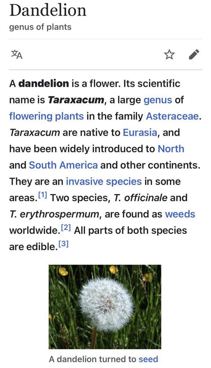 Fun fact: A dandelion is a flower and a weed.But those who want to tear down the President don’t seem to understand the meaning behind giving one to someone else.
