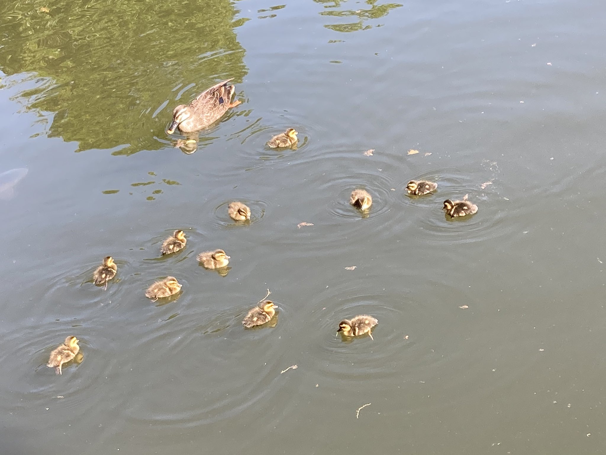 ハル子だもん 高円寺の公園の池にカルガモの赤ちゃんが誕生した模様 カルガモ 東高円寺 蚕糸の森公園 カルガモの 赤ちゃん T Co Ra0hikxvrf Twitter