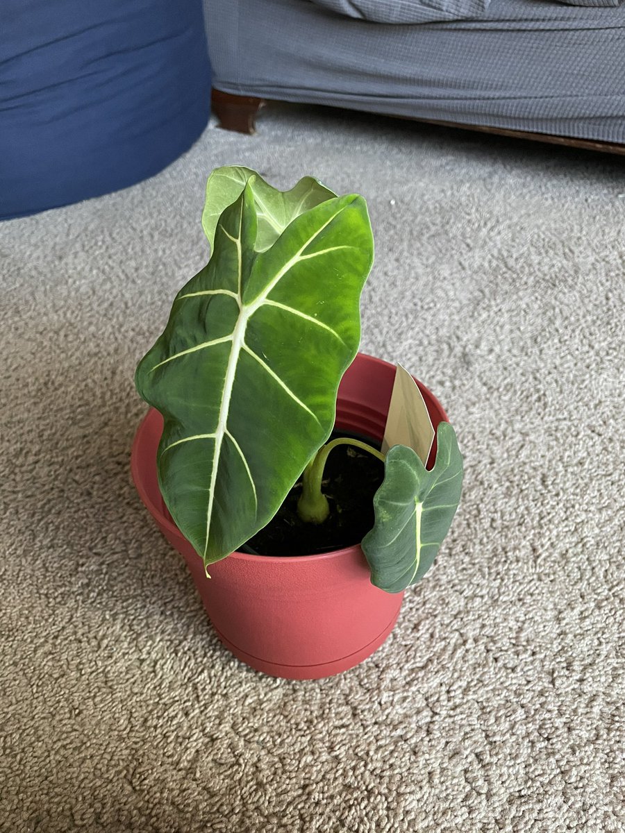 oliveintheoil's tweet image. New plant bestie🥰 #alocasia #elephantear #plantmom