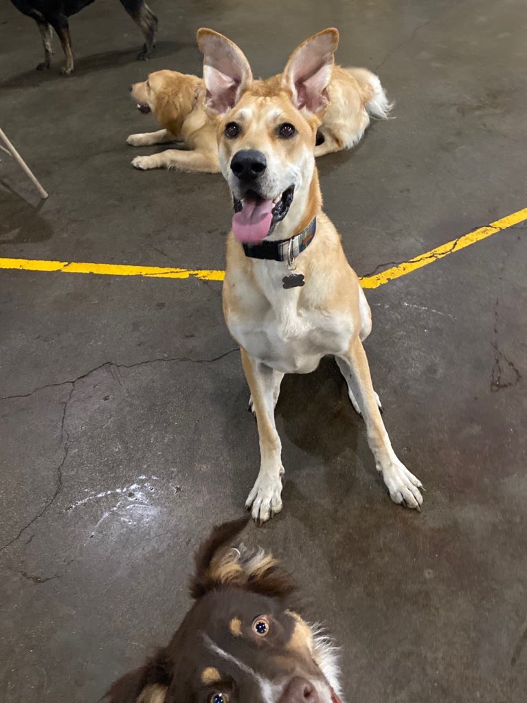 How can you not love this!!! Peep my doggie at the very bottom of this picture 😂😂 #barksandrec