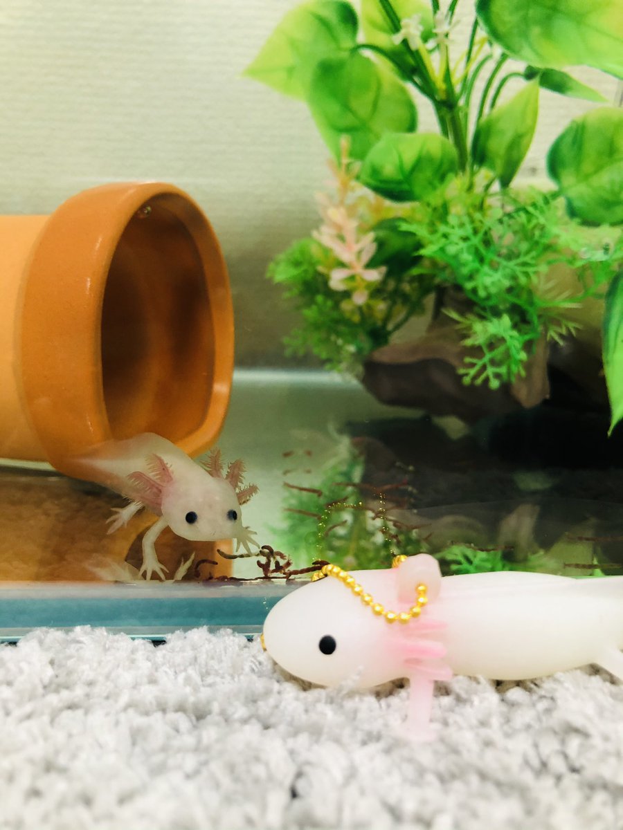 برچسب ｳｰﾊﾟｰﾙｰﾊﾟｰ در توییتر