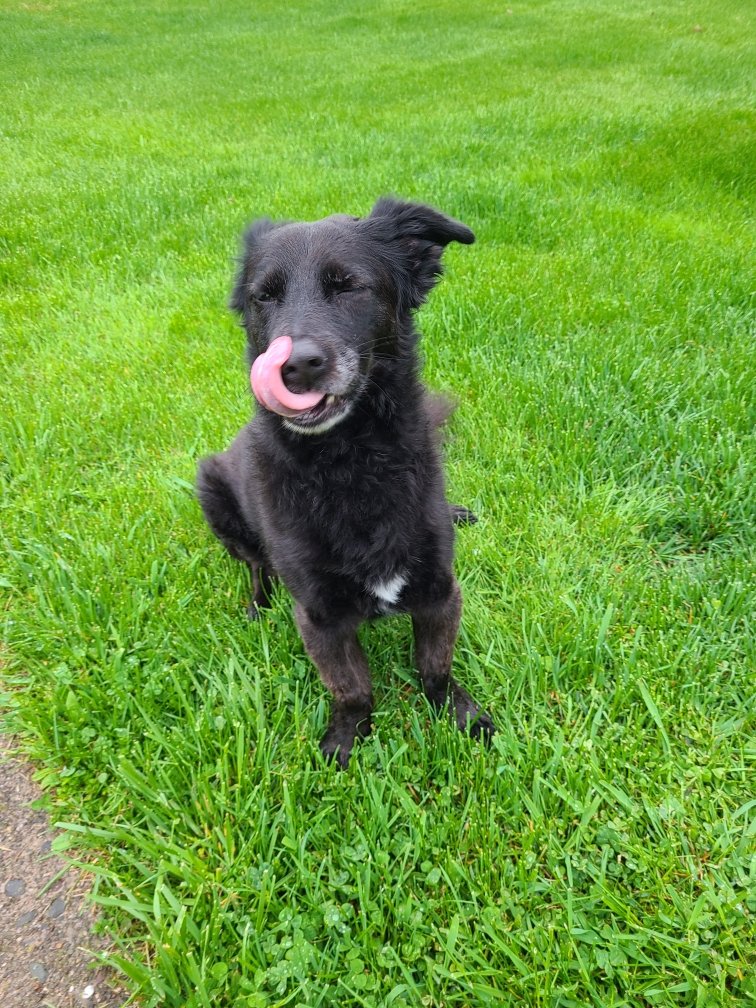 Just dropping this cuteness onto your timeline! ❤️❤️❤️ 
🐶🐶🐶🐶
Happy Thursday! 
#jacksinc #jmipetsupply #petproducts #pets #wholesale #happythursday